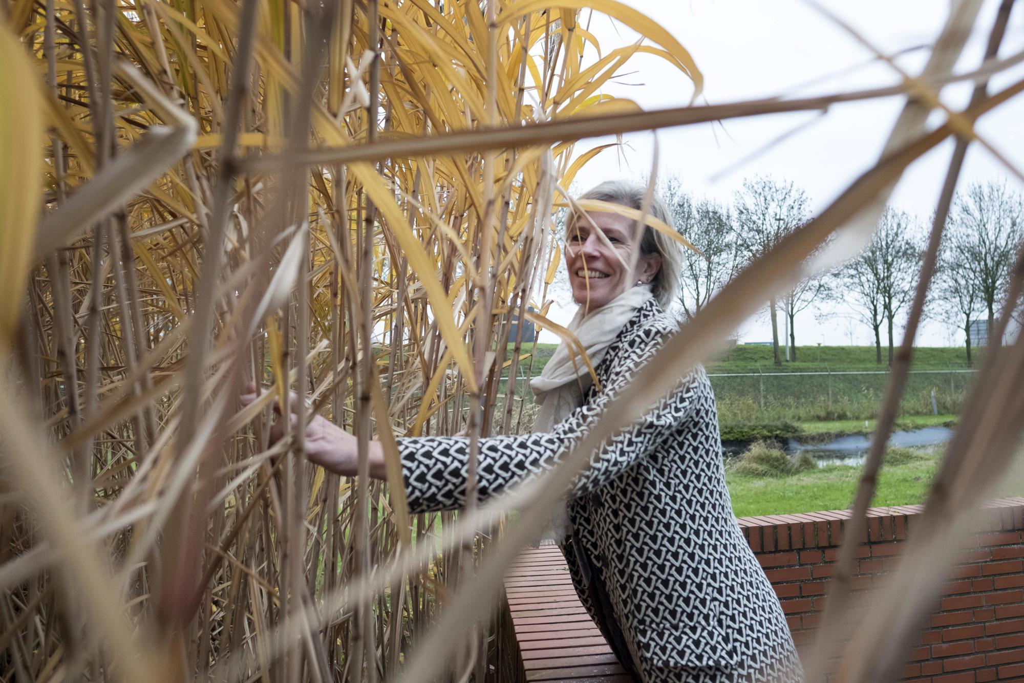 Petra Koenders am Elefantengras auf der Green Chemistry Campus