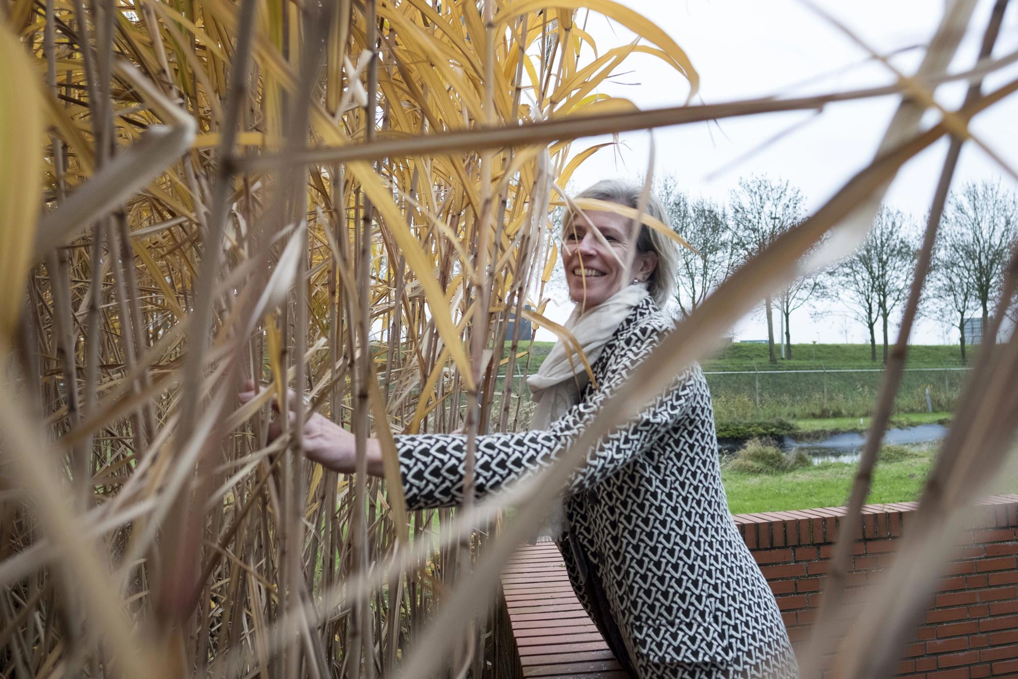 Petra Koenders at the elephant grass on the Green Chemistry Campus