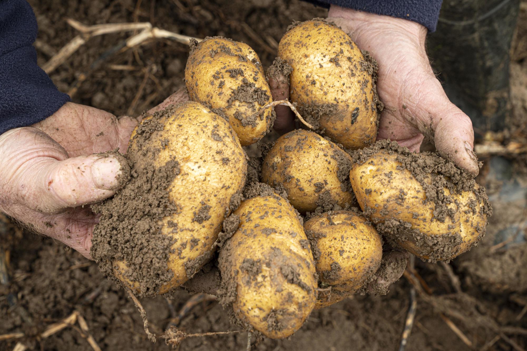 Aardappelen geteeld met behulp van de software van AgroExact