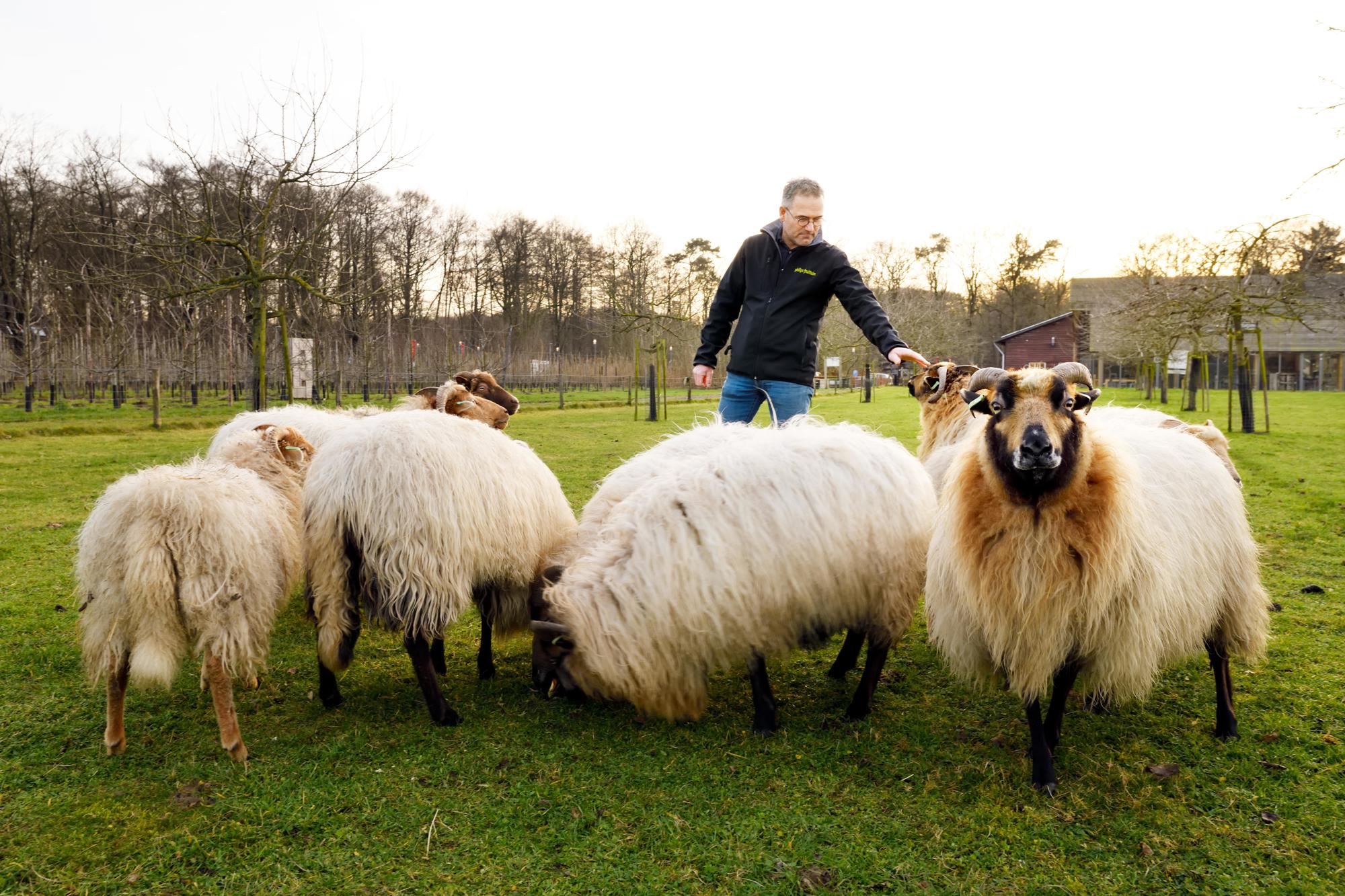 Carlos Faes with sheep in a meadow  - Philips Fruittuin - Rijp