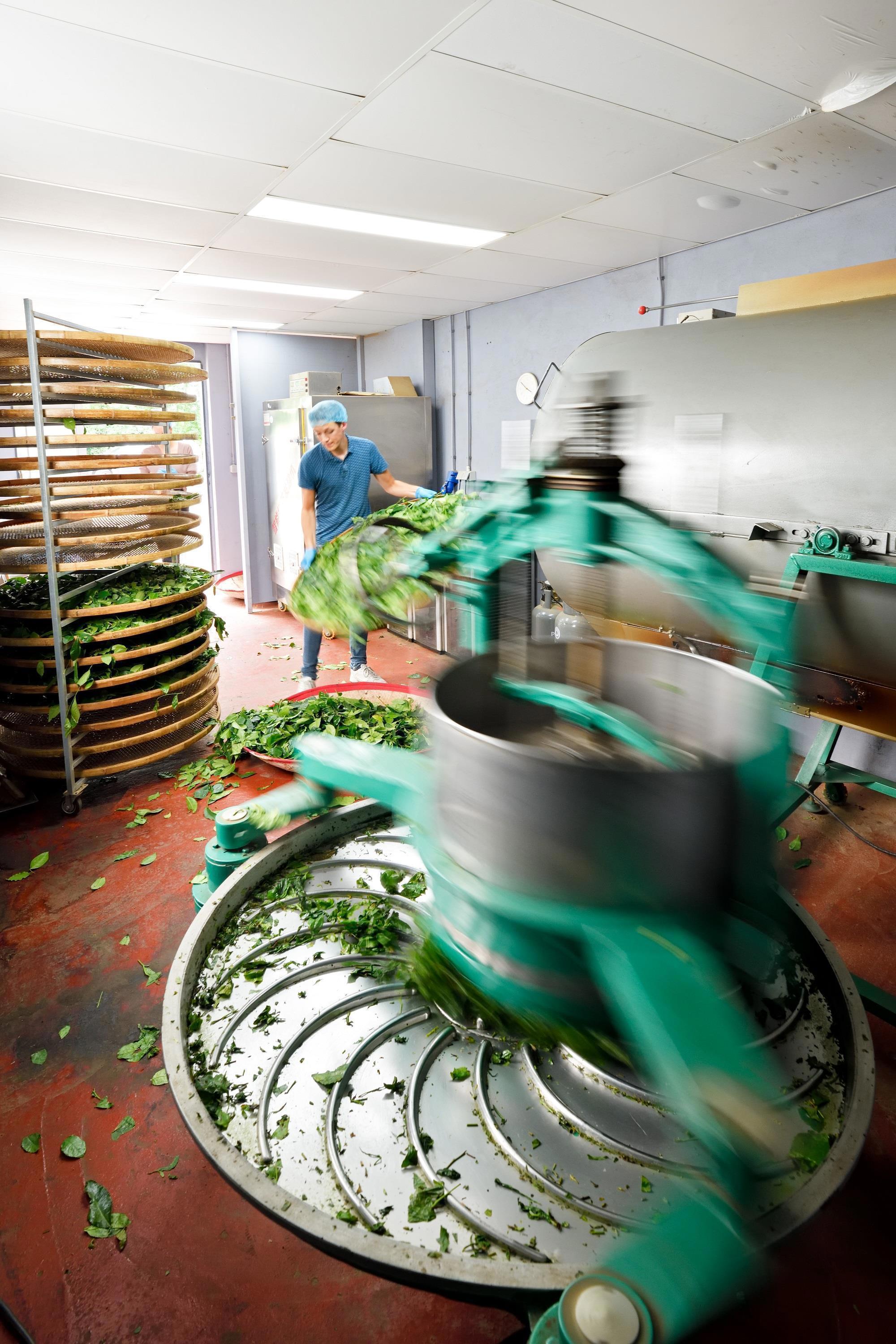 Production of tea at LocalTea Zundert