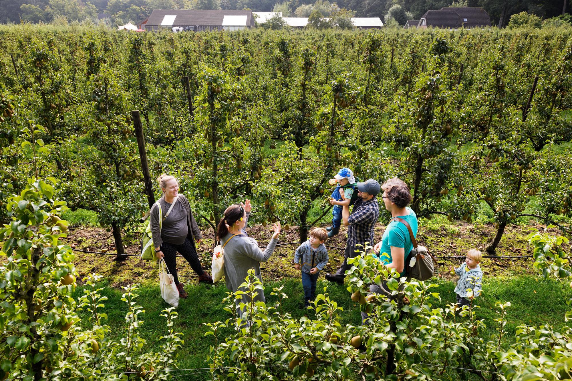 De plukdagen in de Philips Fruittuin - RIJP