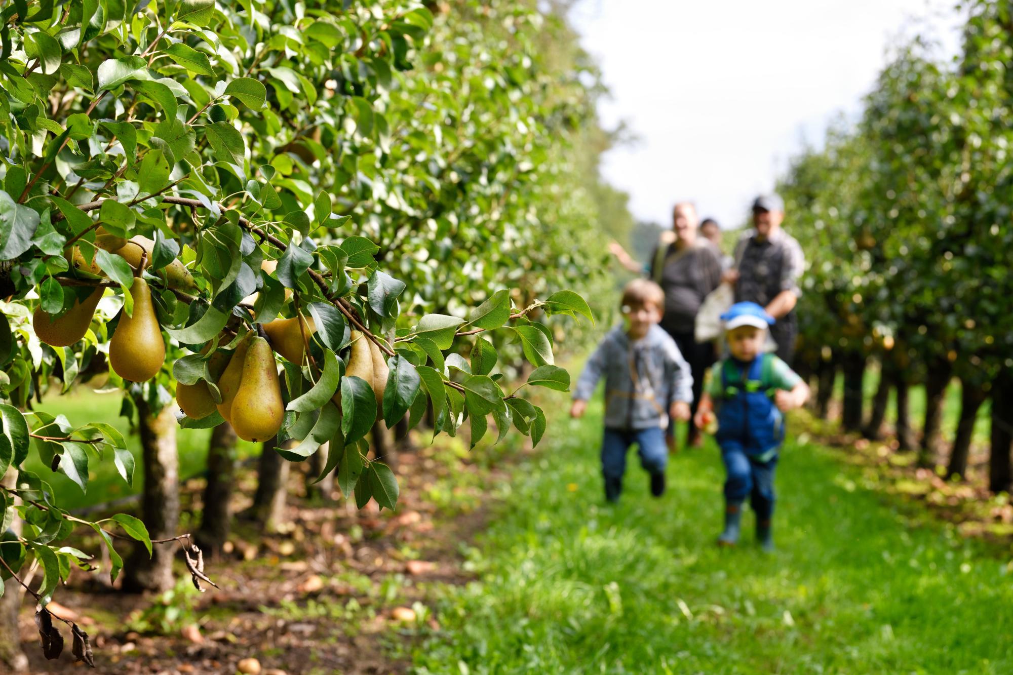 Picking fruit in the gardens at Philips Fruittuin during the picking days