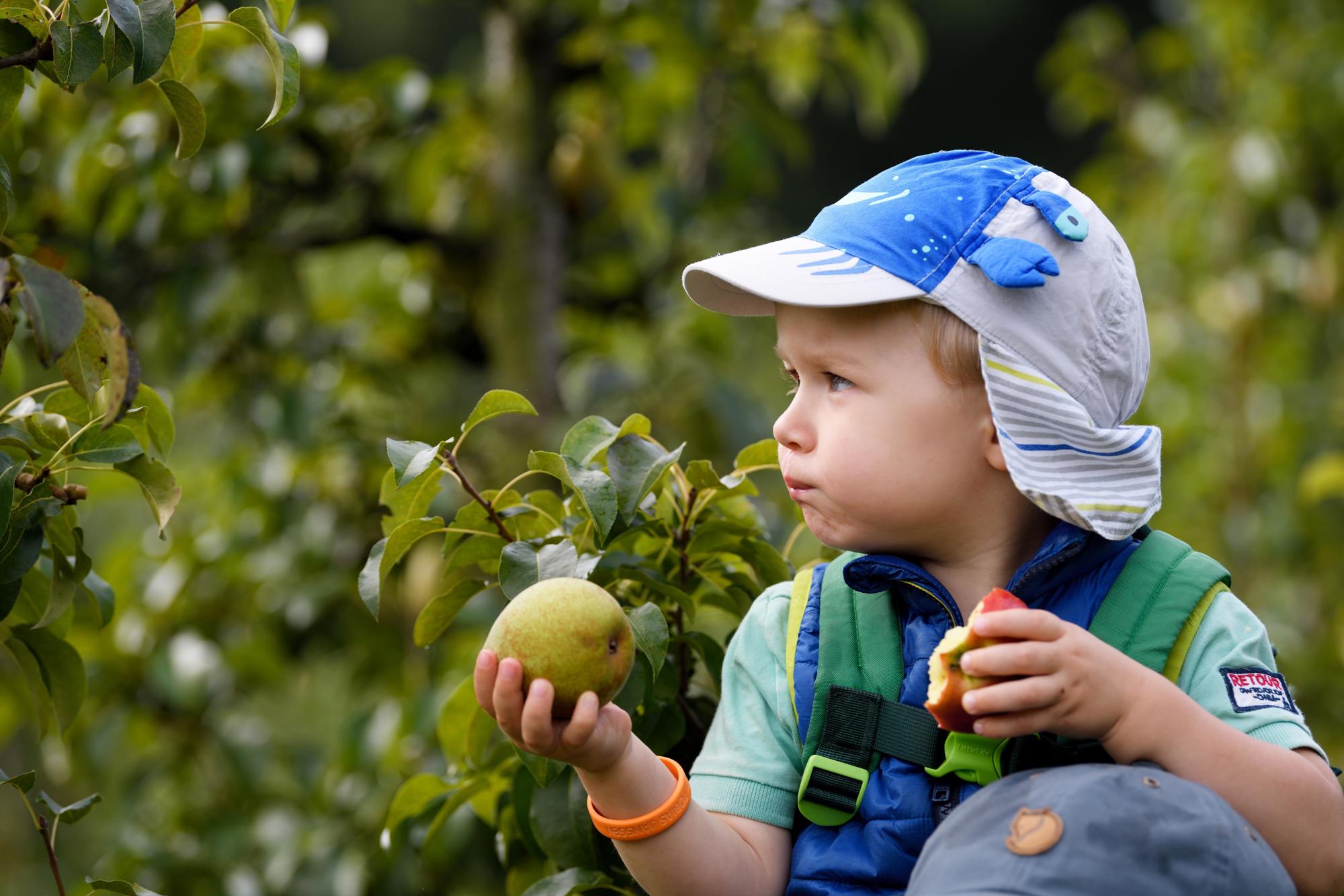Ein Kind isst eine Birne bei den Pflücktagen im Philips Obstgarten - Rijp