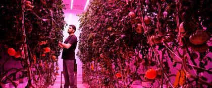 GrowWise kweekt tomaten via vertical farming