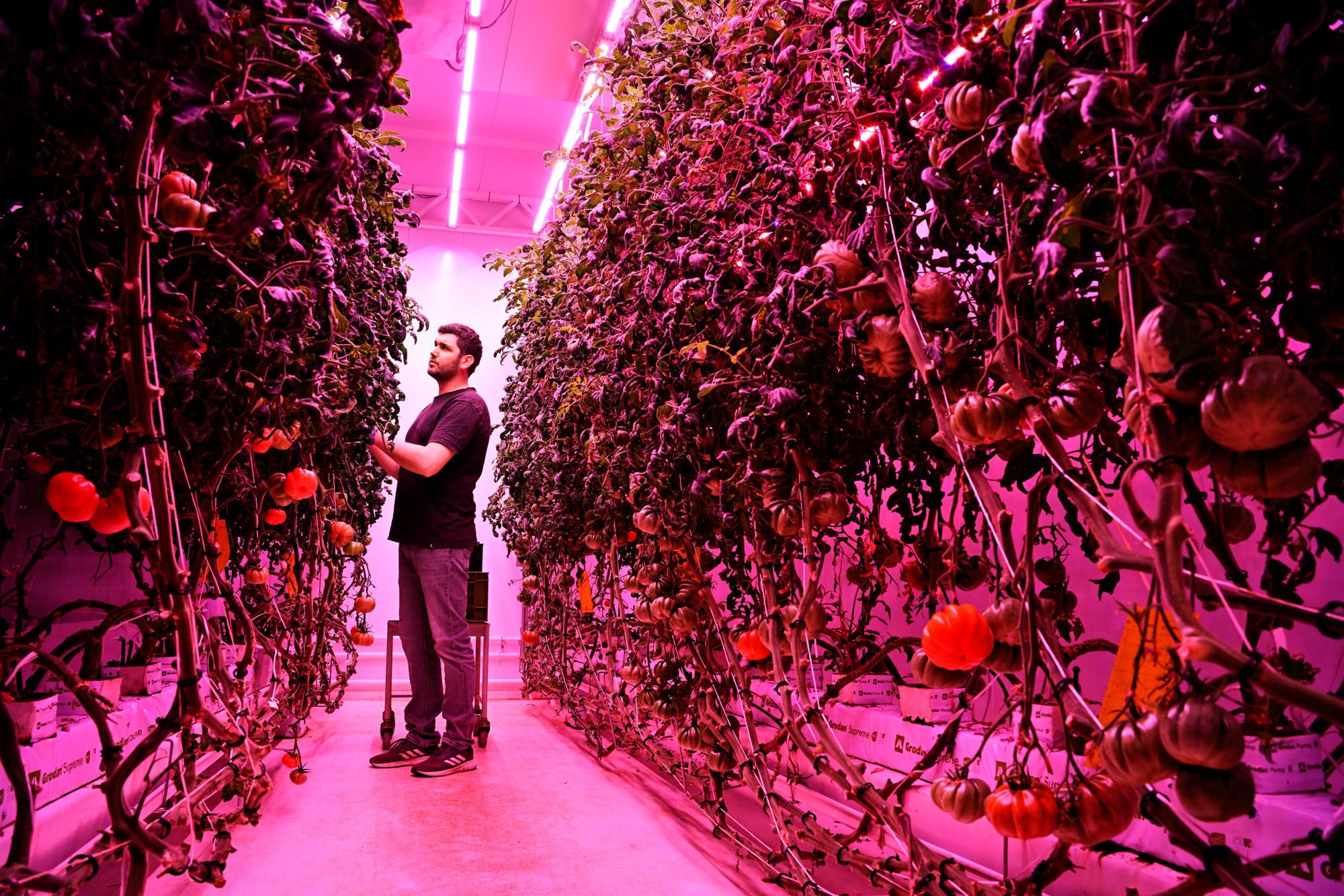 GrowWise uses vertical farming to grow tomatoes
