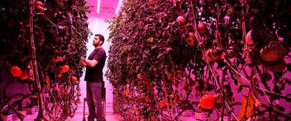 GrowWise uses vertical farming to grow tomatoes