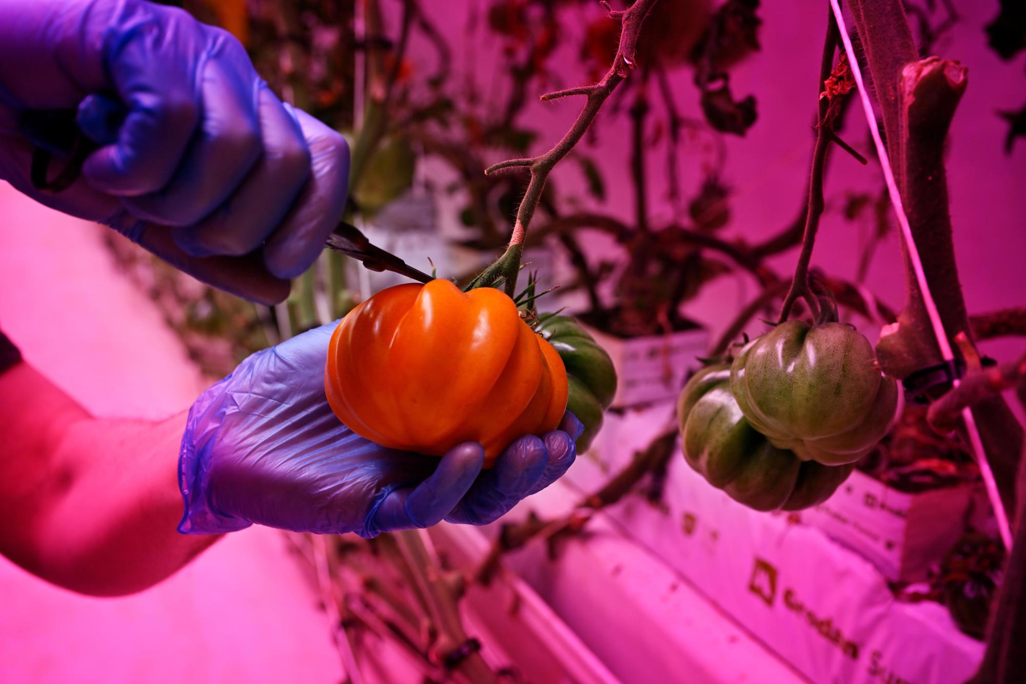 GrowWise in Eindhoven uses vertical farming to grow tomatoes