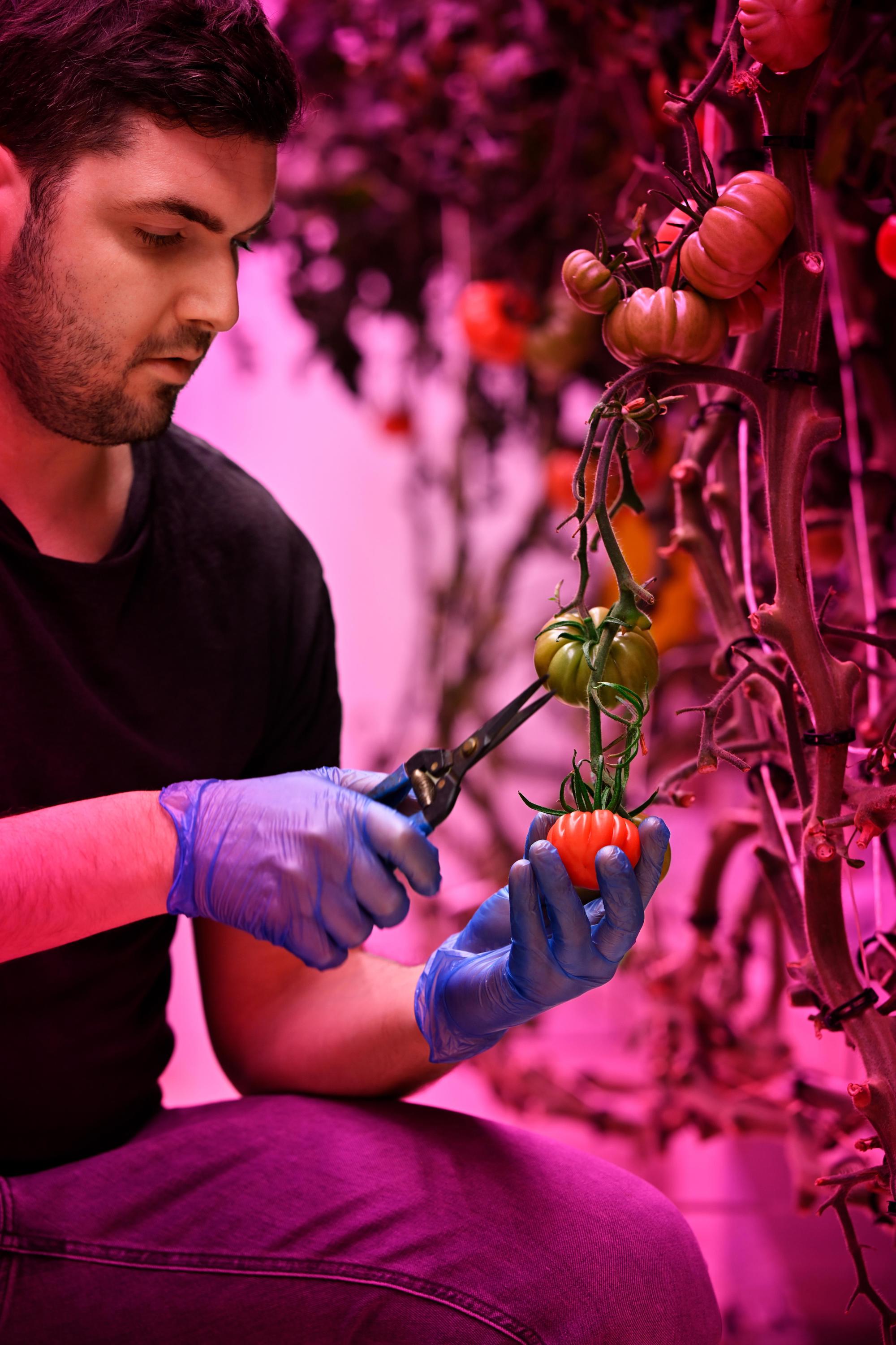 GrowWise in Eindhoven uses vertical farming to grow tomatoes