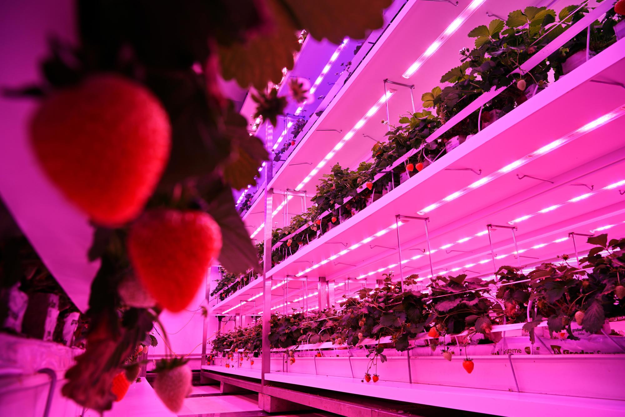 GrowWise testet Farbunterschiede bei Erdbeeren